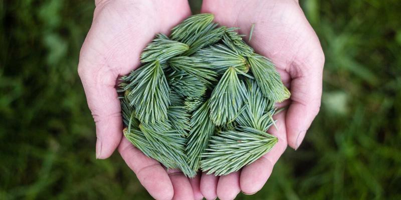 从档案数字化看拜占庭帝国军事战略：军档案馆中的情报网络与外交博弈