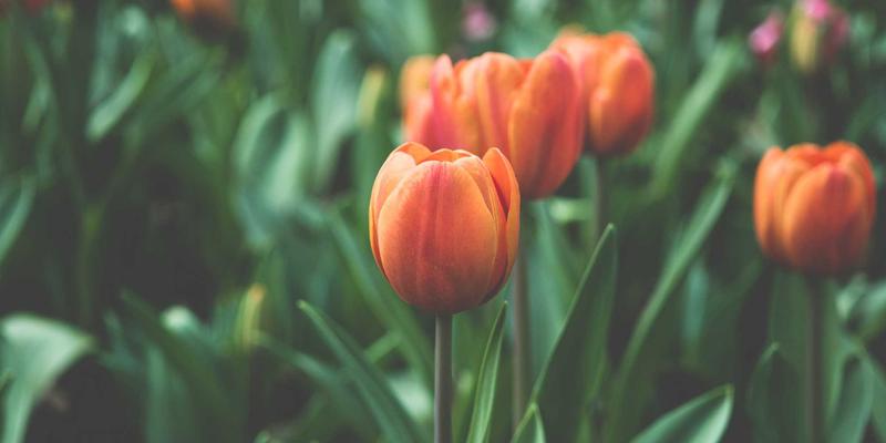 军事历史档案的数字化革命：如何让沉睡的史料焕发新生